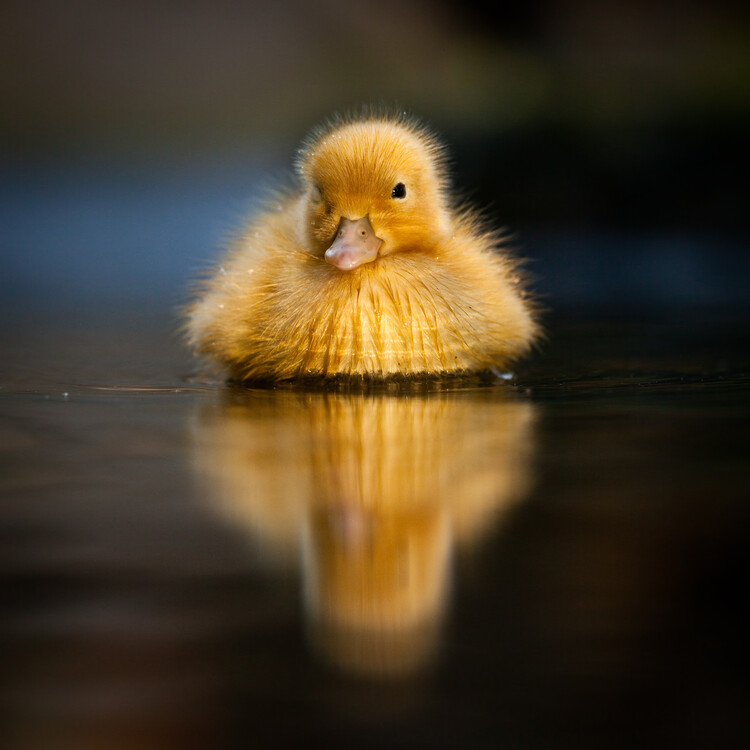 Poster Serene Duckling Reflection