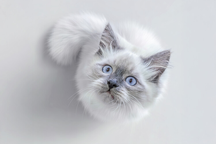 Αφίσα Adorable Blue Eyed Kitten