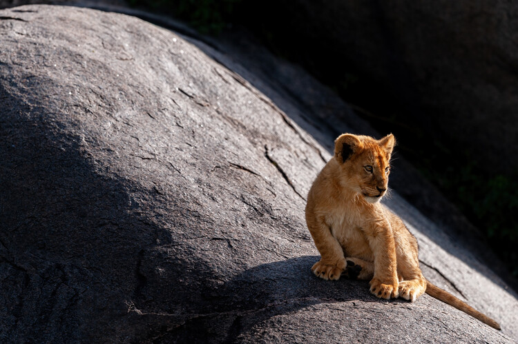 Αφίσα Baby Lion on Rock