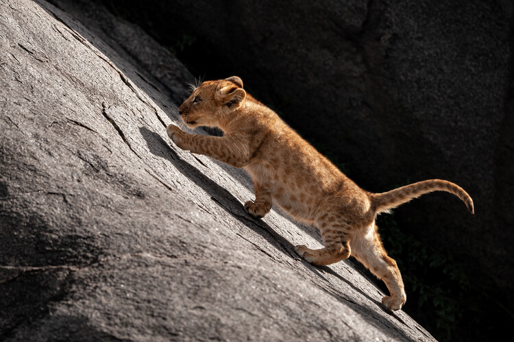 Αφίσα Little Lion Cub Climbing