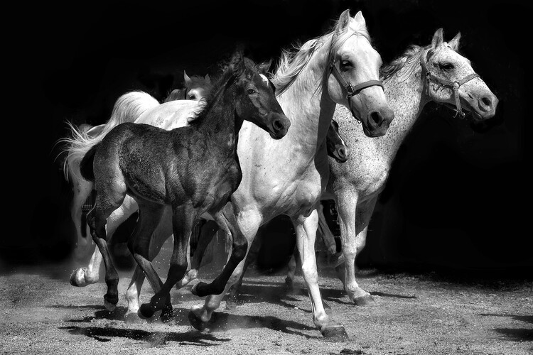Poster Dynamic Horse Family