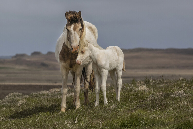 Poster Wild Horses Prairie Bond