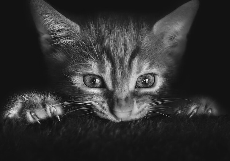 Αφίσα Curious Kitten Claws