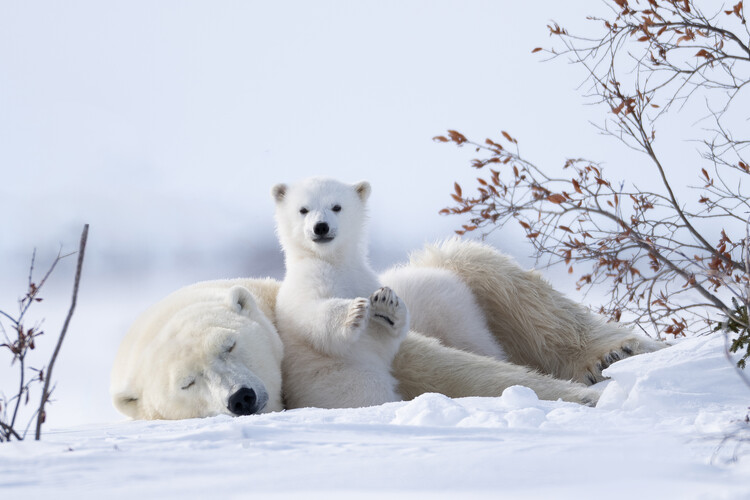 Poster Playful Polar Cub