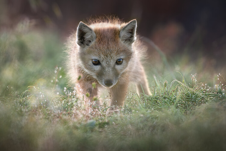 Αφίσα Golden Fox Kit