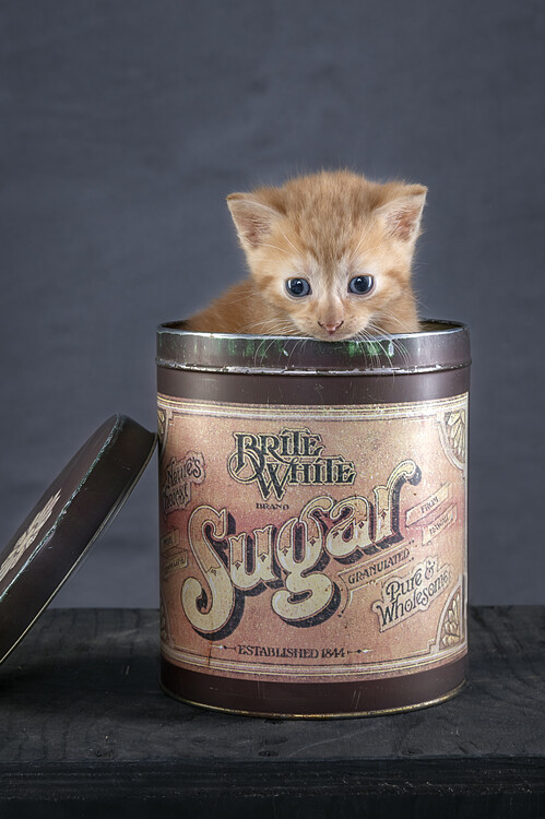 Αφίσα Sweet Kitten In Sugar Tin