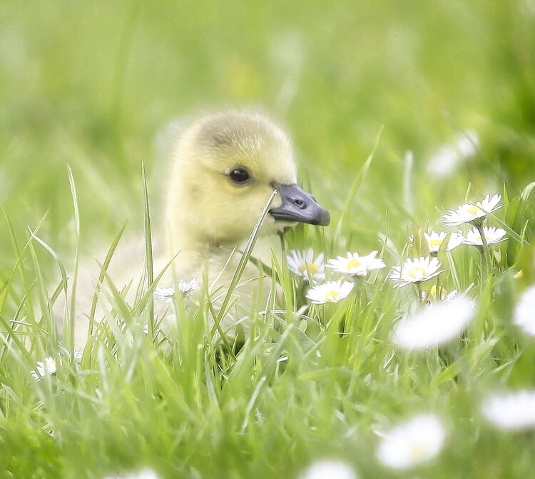 Poster Cute Duckling in Grass