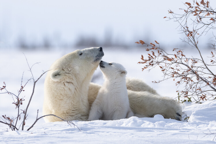 Poster Polar Bear Mother Cub