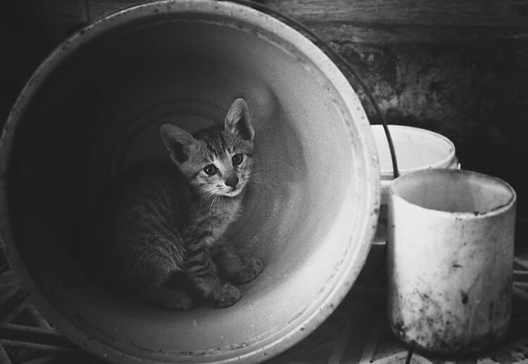 Αφίσα Cozy Kitten In Bucket
