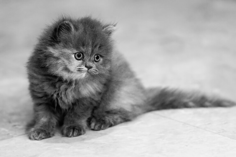 Αφίσα Sweet Fluffy Kitten