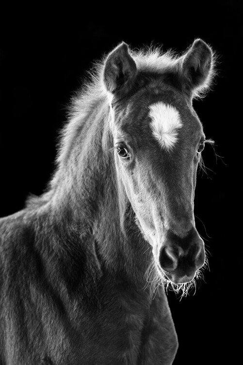 Poster Elegant Foal Portrait