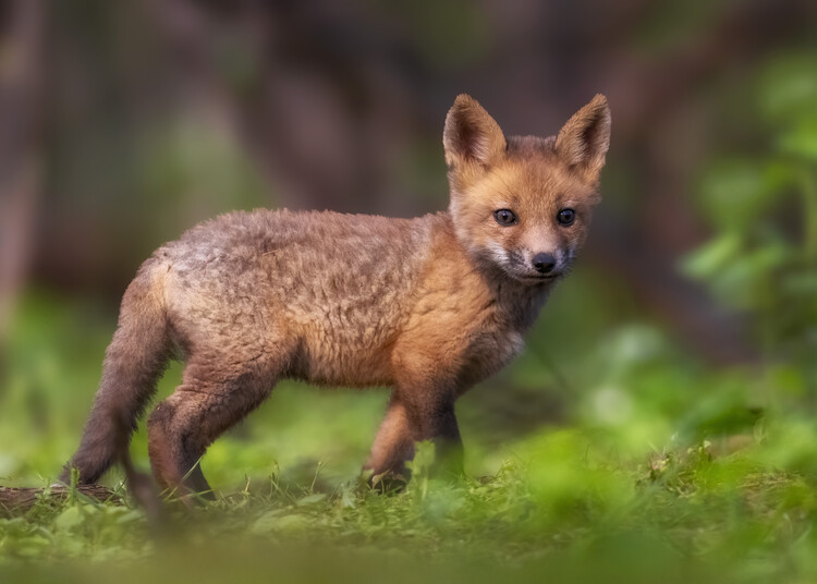 Poster Curious Baby Fox
