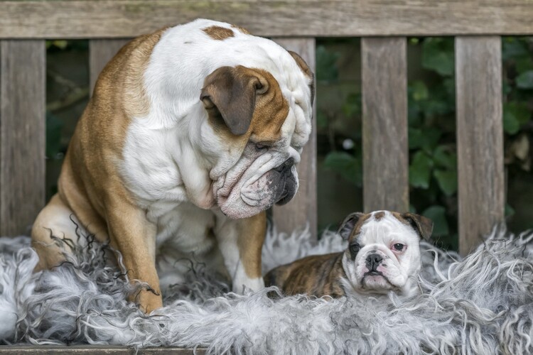 Αφίσα Cozy Bulldog Family
