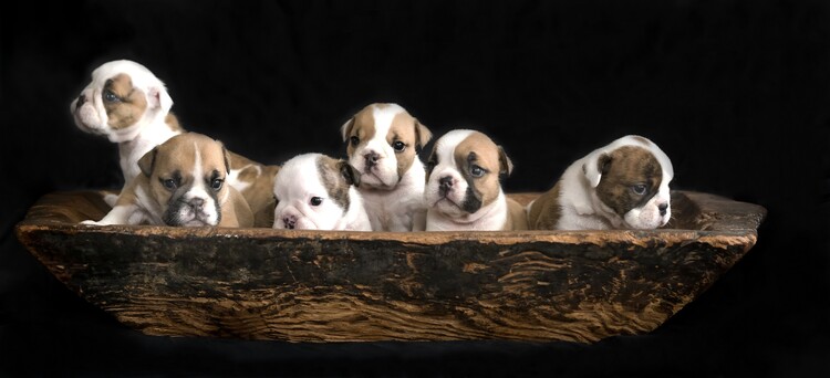 Αφίσα Cute Puppies In Bowl
