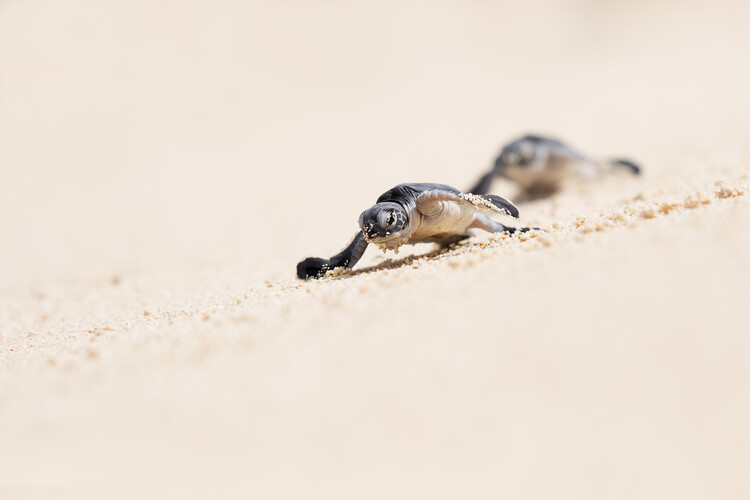 Poster Sea Turtle Hatchlings Journey