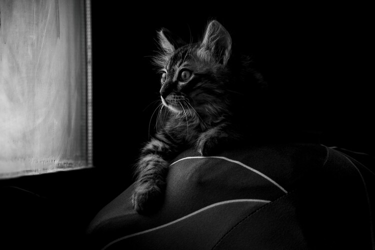 Αφίσα Curious Kitten Gaze