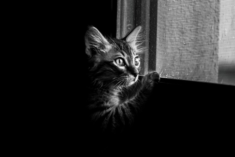 Αφίσα Curious Kitten At Window