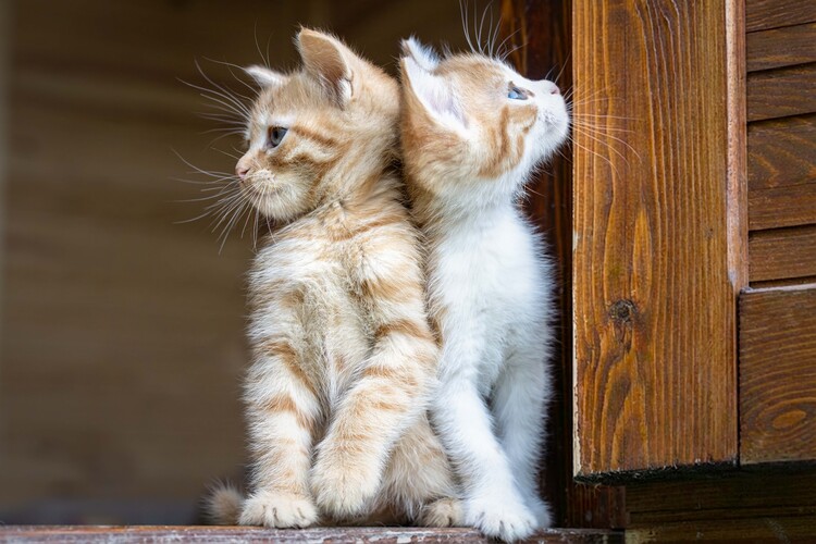 Αφίσα Kittens Back To Back