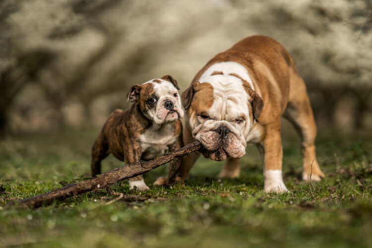 Αφίσα Bulldog Puppy Playtime