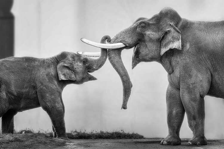 Αφίσα Gentle Elephant Bond