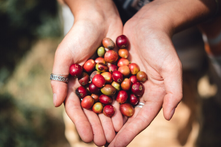 Poster Coffee Beans