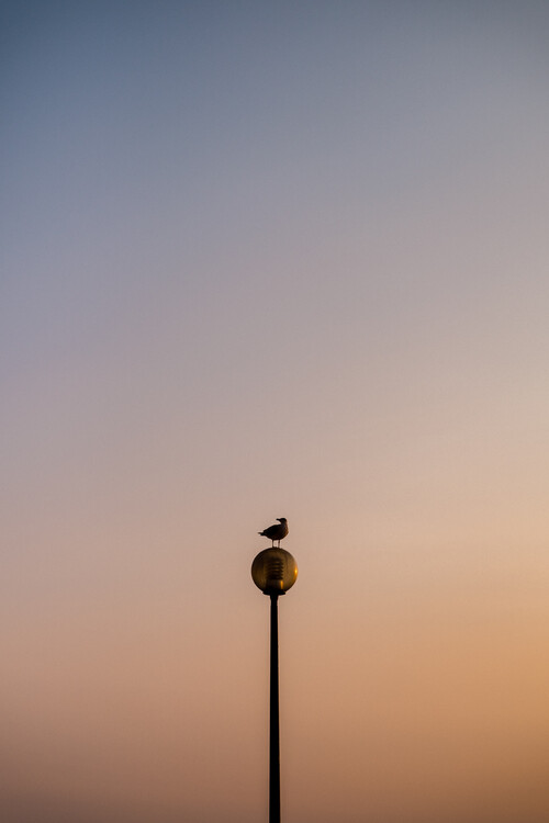Poster Sunset Seagull