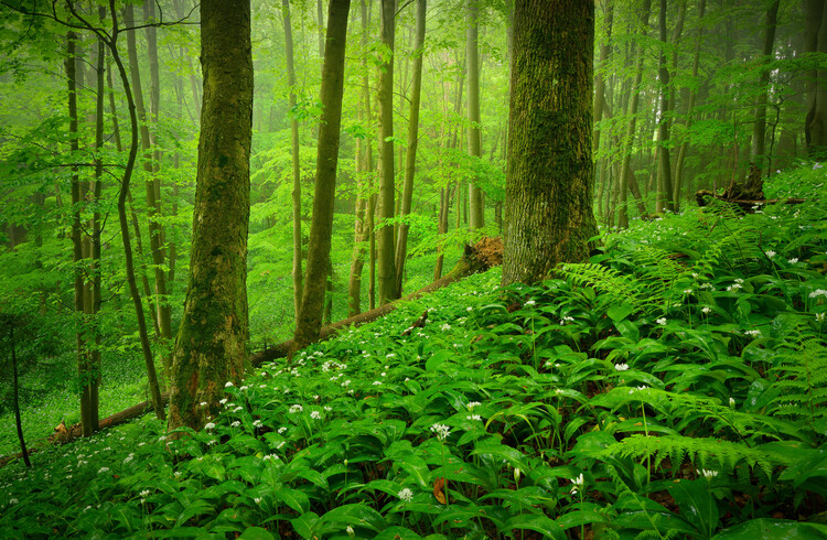 Poster Mystical spring forest