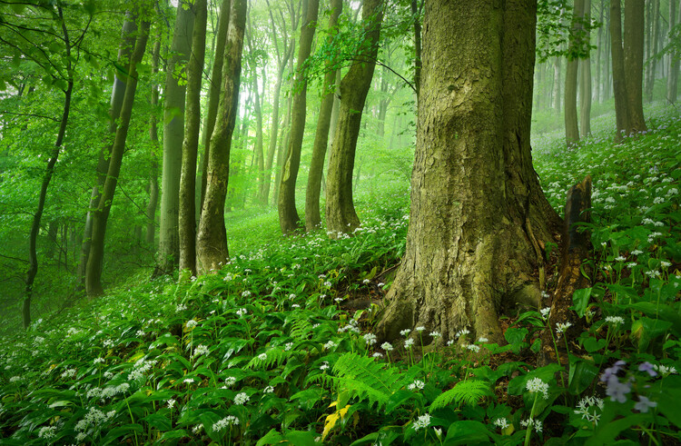 Poster Mysterious spring forest