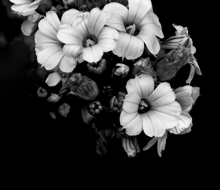 Poster Black and white yellow Daisy