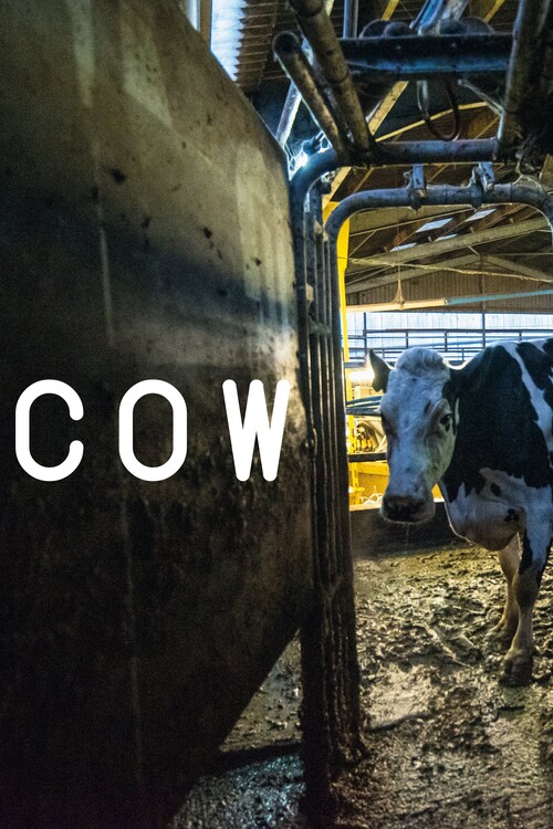 Плакат Cow (2022)