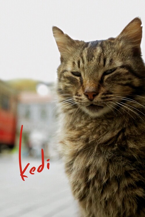 Плакат Kedi (2017)