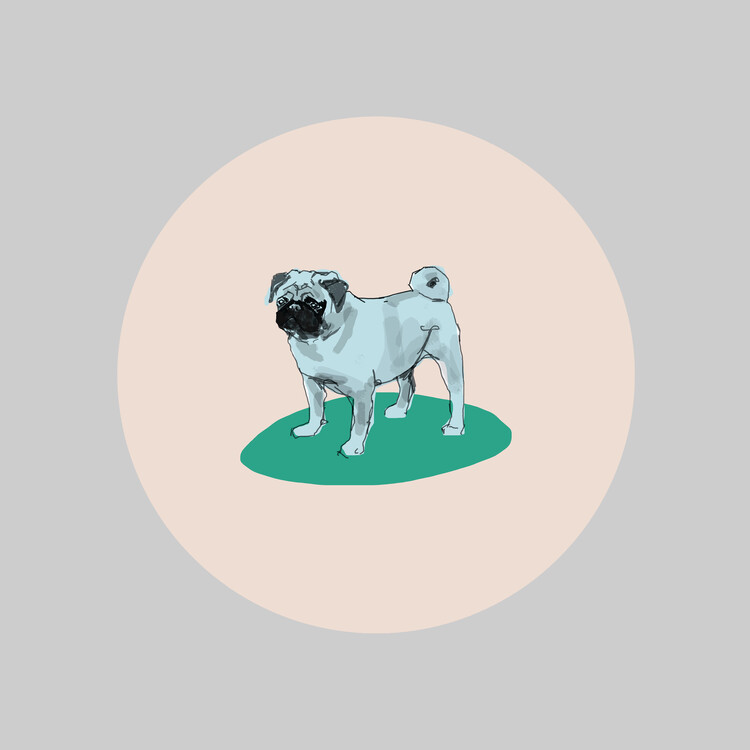 Poster Adorable Pug Portrait