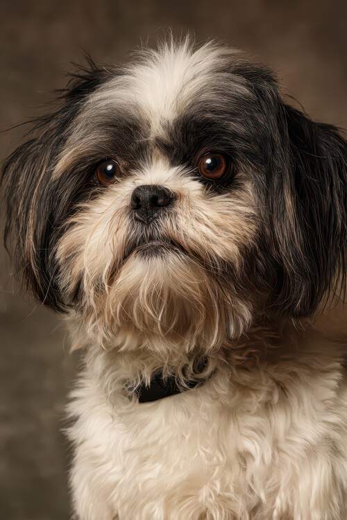 Poster Attentive Shih Tzu Dog