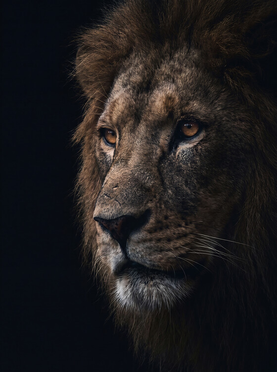 Плакат Majestic Gaze - Male Lion Portrait