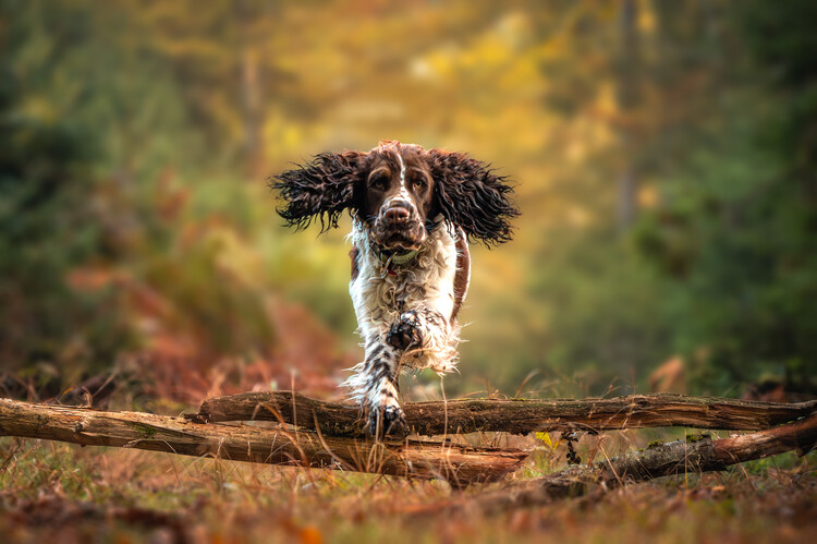 Poster Playful Spaniel Leap