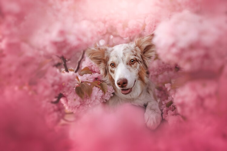 Poster Happy Dog Pink Blossoms