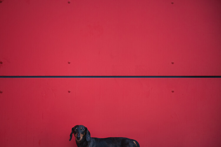 Poster Black Dachshund Red Wall