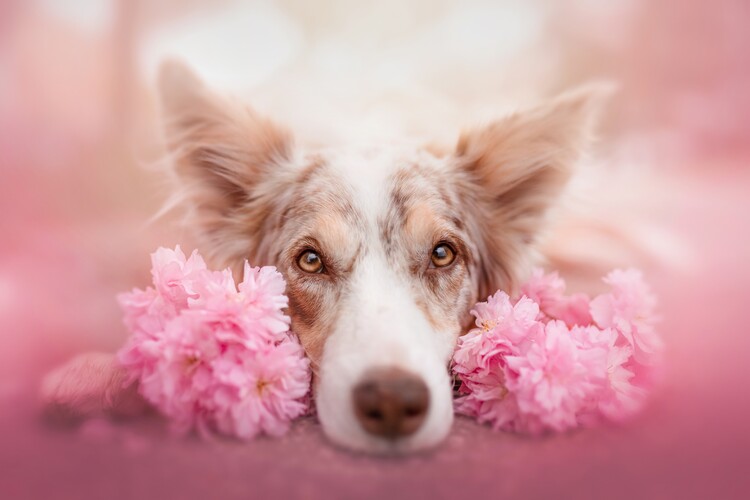 Plakat Spring Blossom Dog