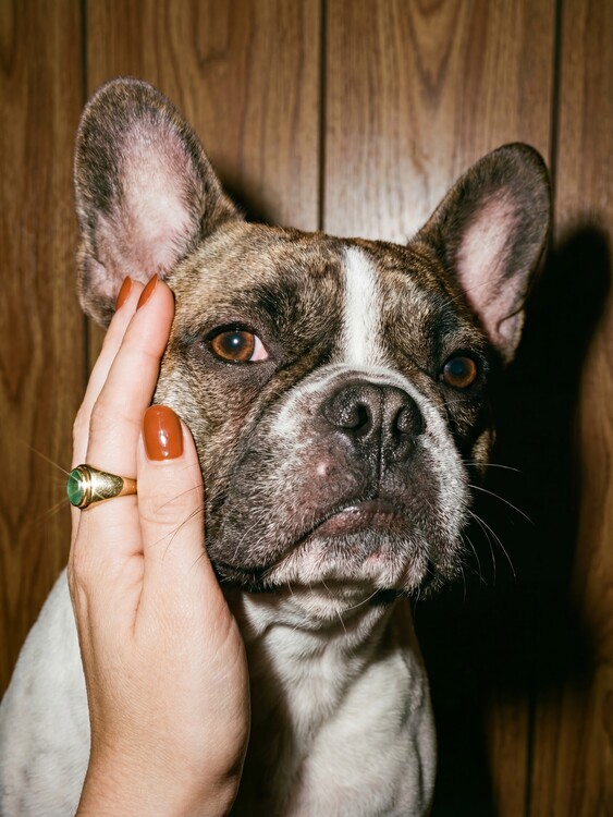 Poster Beloved French Bulldog