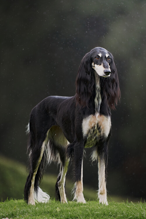 Plakat Majestic Saluki Portrait