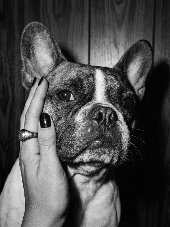 Poster Beloved French Bulldog