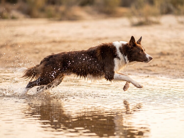 Poster Golden Hour Collie Splash