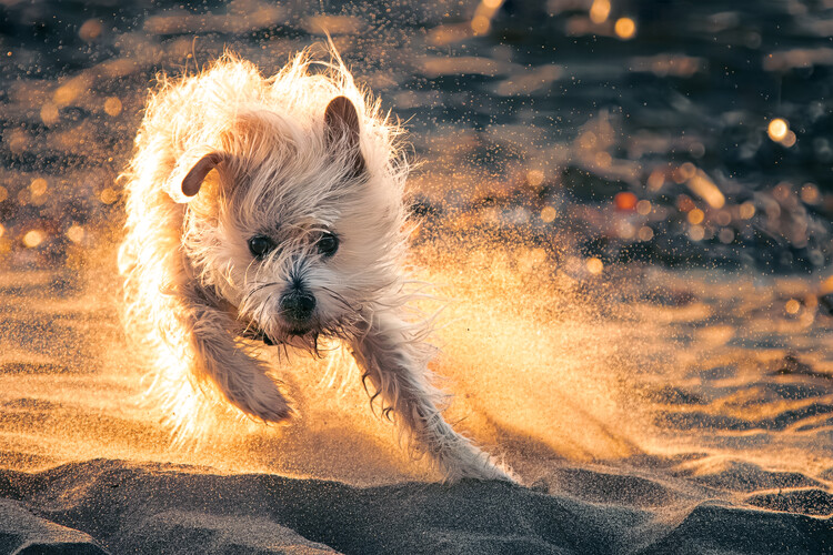 Poster Golden Hour Beach Dog