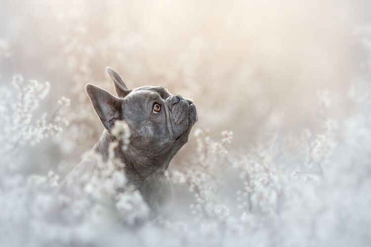 Plakat Dreamy French Bulldog