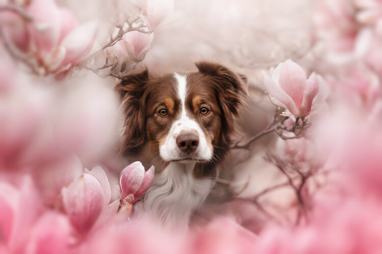Plakat Dreamy Dog Among Magnolias