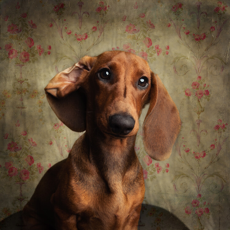 Poster Curious Dachshund Portrait