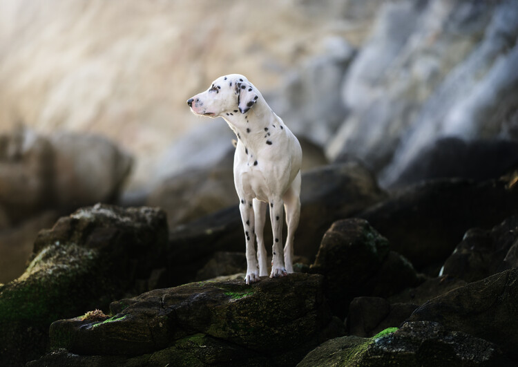Poster Watchful Dalmatian on Rocks