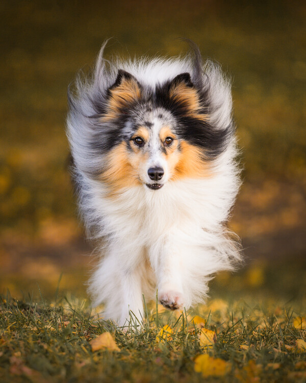Poster Playful Sheltie Dash