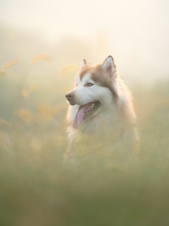 Poster Golden Light Husky