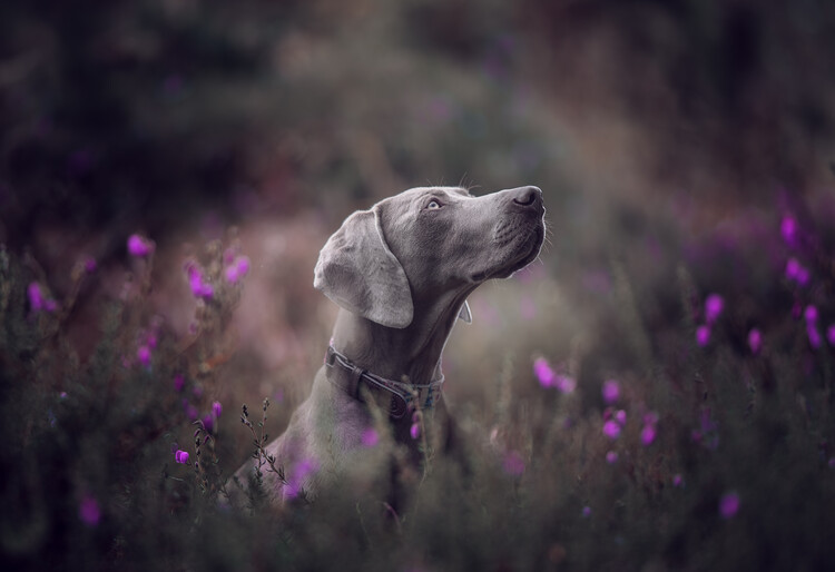 Poster Weimaraner In Purple Flowers